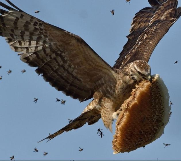 Hawk gives zero fucks.