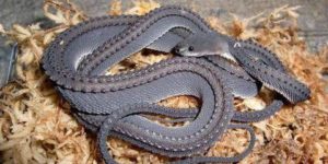 The Dragon Snake: One of the worlds rarest snakes