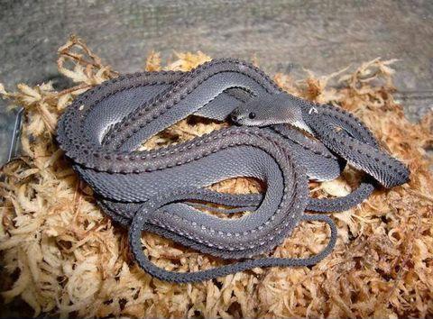 The Dragon Snake: One of the worlds rarest snakes