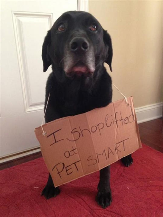 Shoplifting at PetSmart.