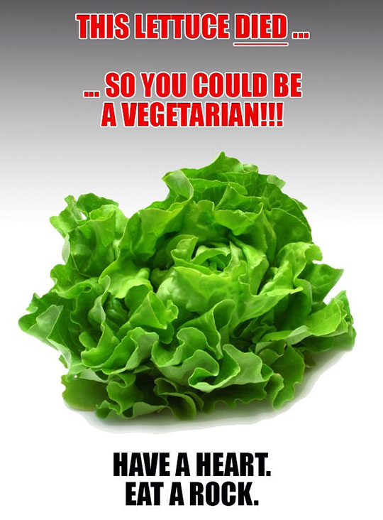 This lettuce died...