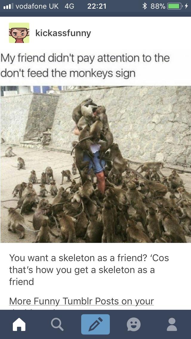 Monkeys will never be your friend.
