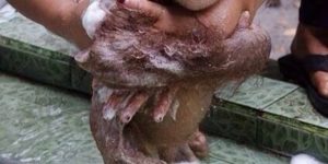 Baby orangutan bathing.