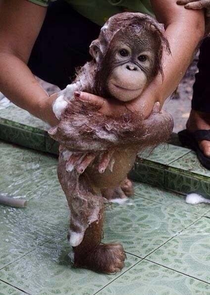 Baby orangutan bathing.