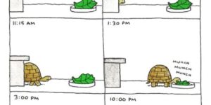 A day in the life of a pet tortoise.