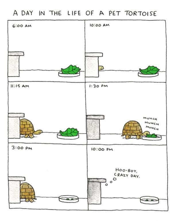 A day in the life of a pet tortoise.