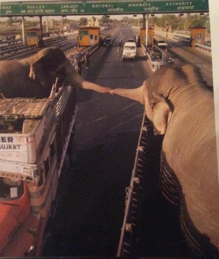 Two elephants reach out in a brief moment of love