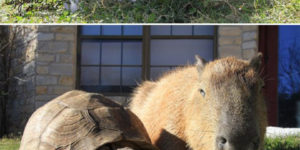 My pet capybara.
