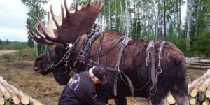 Guy raises abandoned moose calf along with his horses and trains it to help out with lumber removal. Absolute beast.