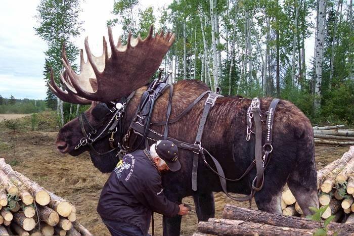 Guy raises abandoned moose calf along with his horses and trains it to help out with lumber removal. Absolute beast.