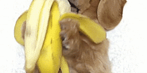 How do dogs eat bananas?