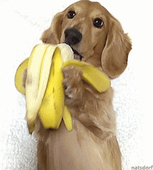 How do dogs eat bananas?