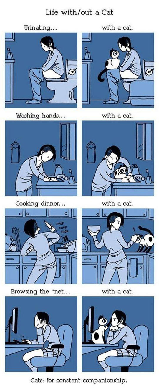 Life with cats