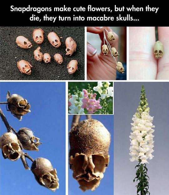 Quite The Scary Flowers