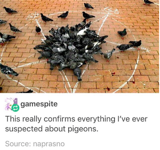 Satanic pigeons confirmed