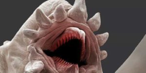 Laughs microscopically