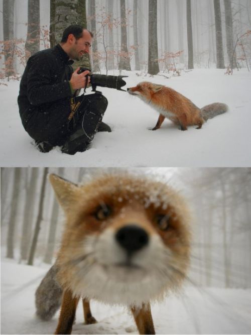 Hello Mr. Fox!