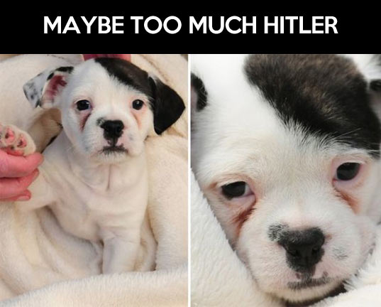 The cutest fuhrer.