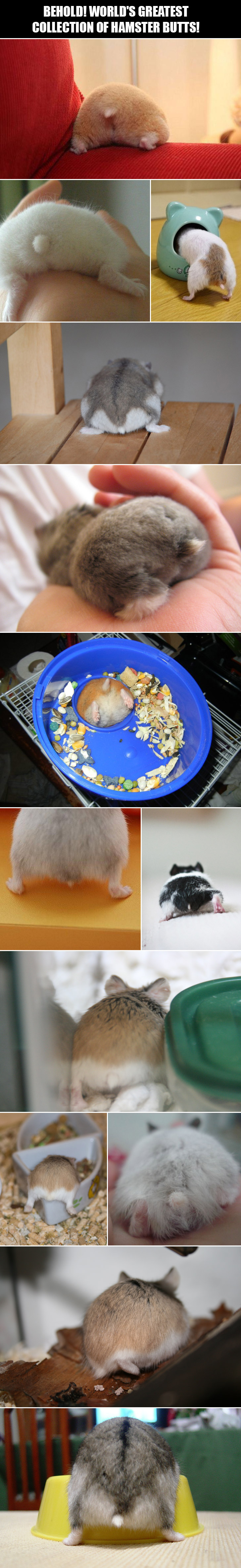 A lovely collection of hamster butts.