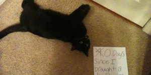 Cat Shaming: But Some Of Them Look So Proud