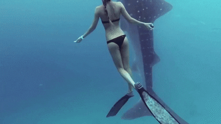 Marine biologist Ocean Ramsey swimming with a whale shark