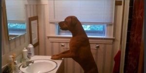 I showed my dog his reflection…