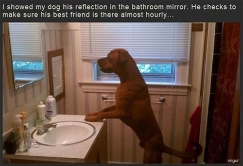 I showed my dog his reflection...