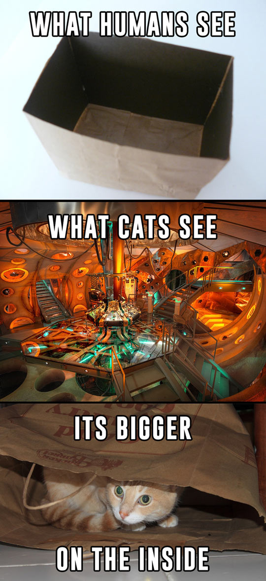 Cats are Time Lords
