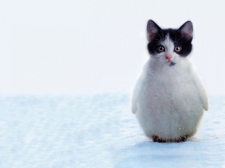 Penguitten