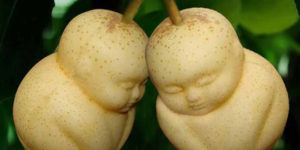 Buddha pears