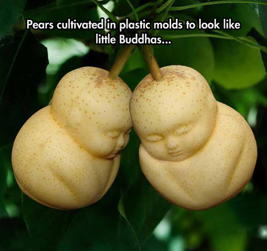 Buddha pears