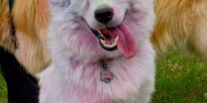 White Dog In A Color Run