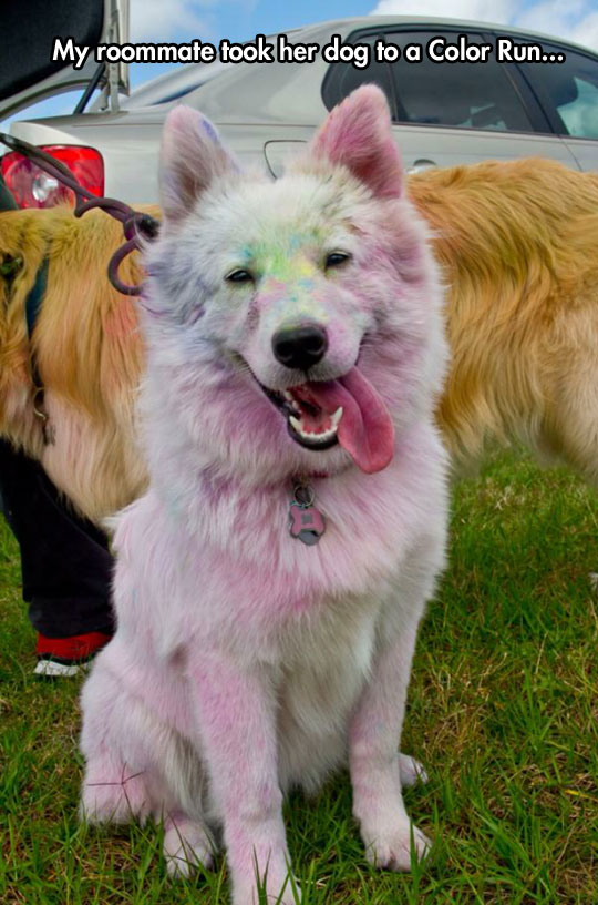 White Dog In A Color Run