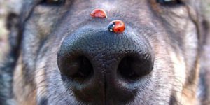 Ladybug snoot scoot.