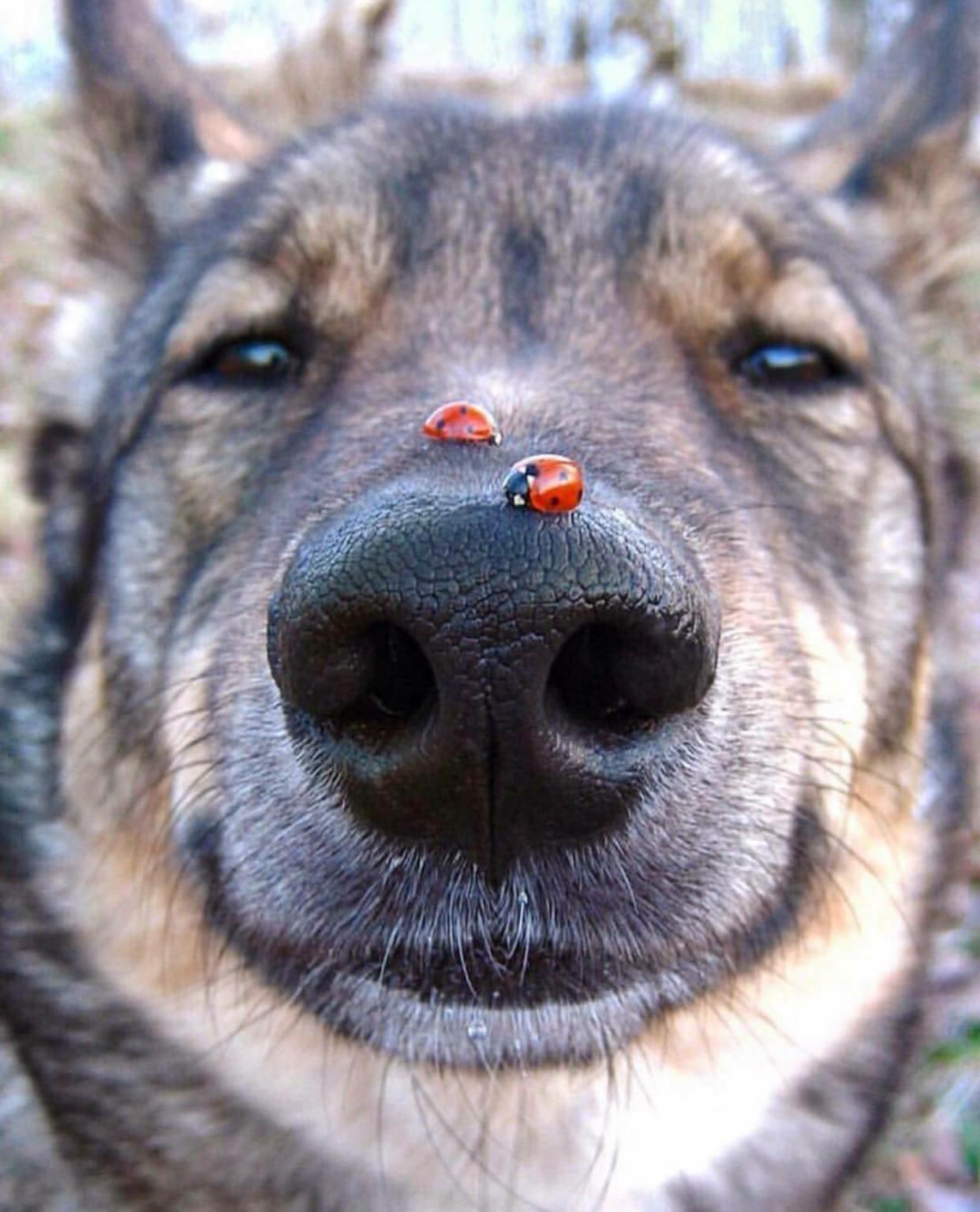 Ladybug snoot scoot.