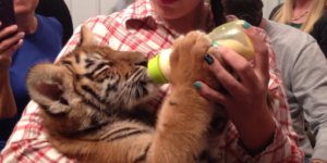 So today, for my birthday, I fed a baby tiger.