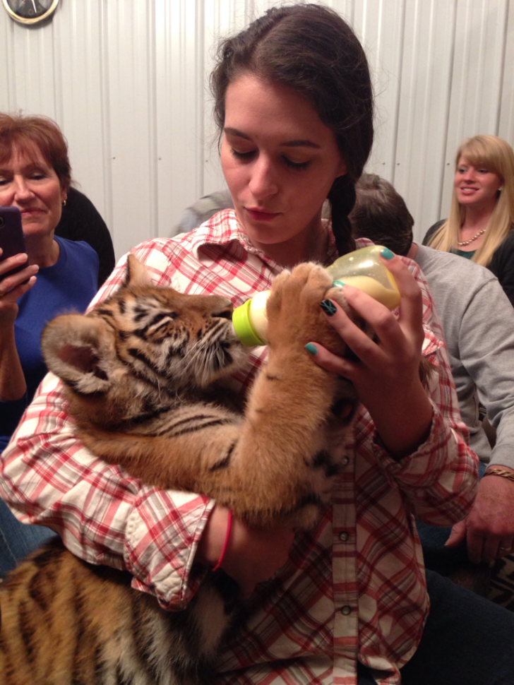 So today, for my birthday, I fed a baby tiger.