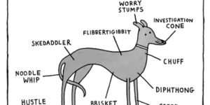 Greyhound+Anatomy+In+A+Nutshell