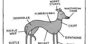 Greyhound Anatomy In A Nutshell