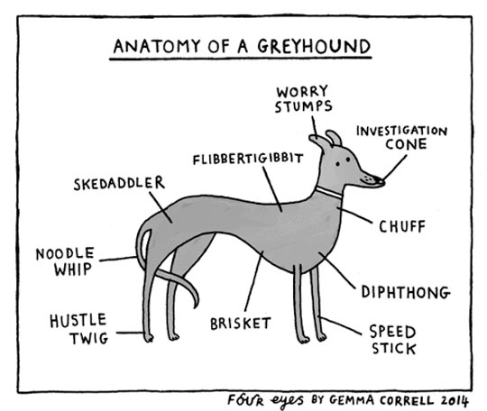 Greyhound Anatomy In A Nutshell