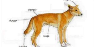 Anatomy of a dingo.