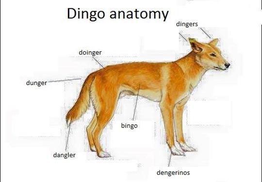 Anatomy of a dingo.