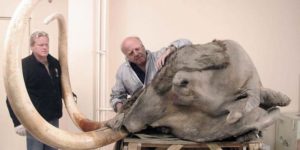 the most complete mammoth head ever found