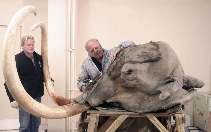 the most complete mammoth head ever found