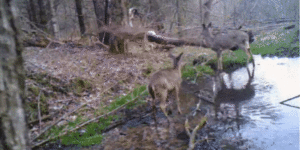 Have you ever seen a deer sneeze?