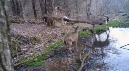 Have you ever seen a deer sneeze?