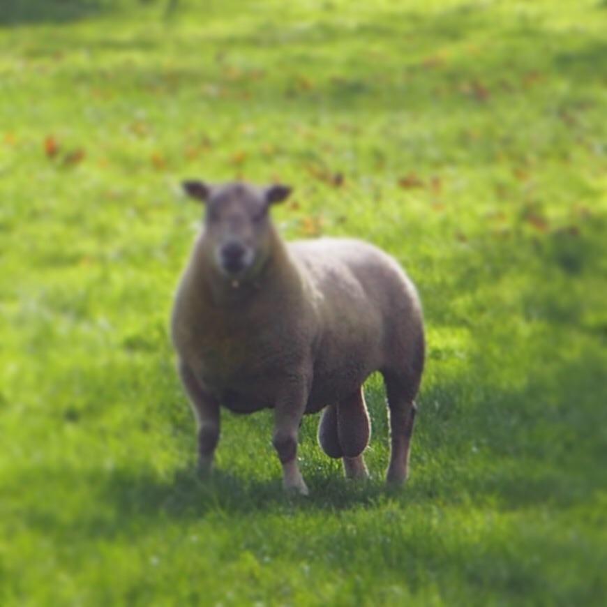 Sometimes I find that a subtle use of tilt-shift really draws your eyes in to focus on the main subject of the photo.