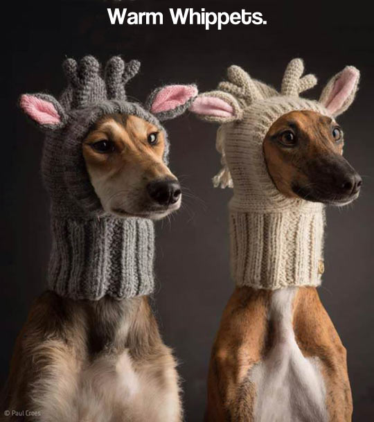 Warm Whippets!