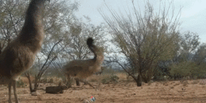 Emus vs. weasel ball.