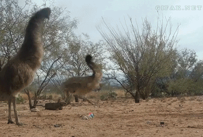Emus vs. weasel ball.